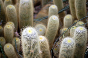 kaktus
