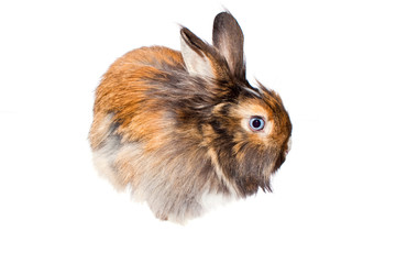 Happy Rabbit - symbol of the new year 2011