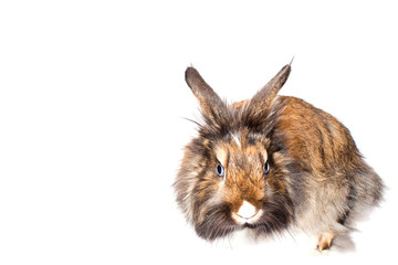 Happy Rabbit - symbol of the new year 2011