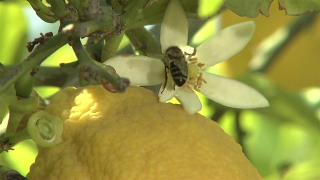Zitronenbl&uuml;te mit Bine