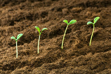 Green seedling illustrating concept of new life