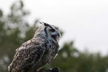 Snowy Owl