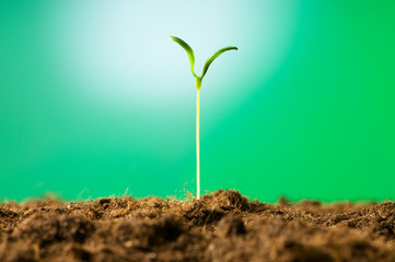 Green seedling illustrating concept of new life