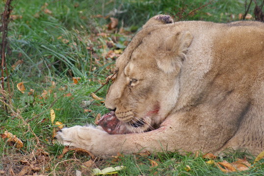 Asiatic Lion - Panthera leo persica