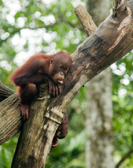 Young Orangutan in a tree
