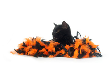 Black cat with black and orange feathers © Tony Campbell