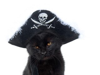 Black cat with pirate hat for Halloween