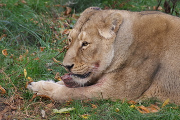 Asiatic Lion - Panthera leo persica