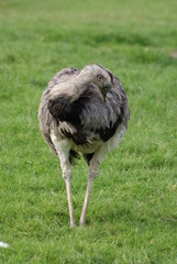 Common Rhea - Rhea Americana