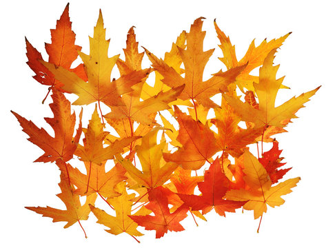 Yellow mapple background