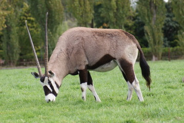 Gemsbok - Oryx gazella