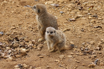 Meerkat - Suricata suricatta