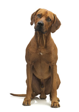ridgeback