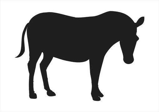 Fototapeta zebra Silhouette