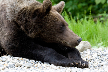 Wild Bear In The Forest