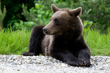 Fototapeta premium Wild Bear In The Forest