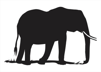 Fototapeta premium elephant silhouette