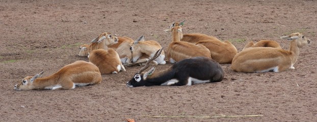 Blackbuck - Antilope cervicapra