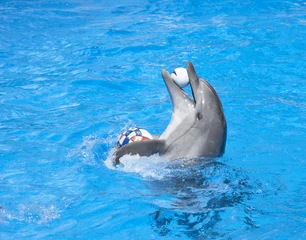 Fototapete Rund Tanzender Delphin © Nomad_Soul