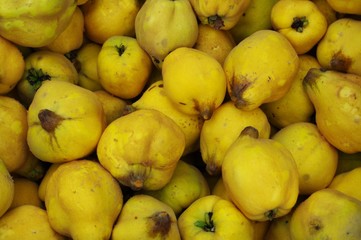 Quitten