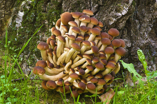 Pioppini Agrocybe Aegerita