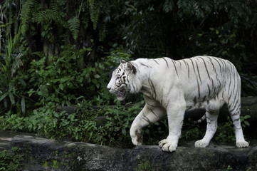 Naklejka premium White Tiger