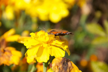 Balancing Butterfly