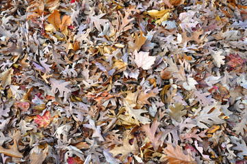 Pile of autumn leaves
