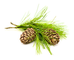 cedar branch with cones