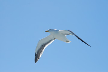 seagull