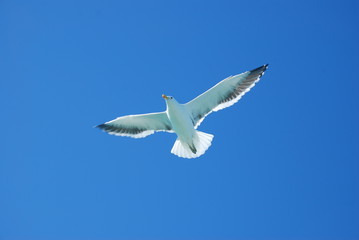 seagull