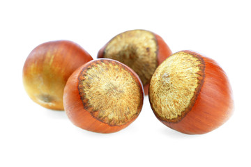 Лесной орех-фундук  на белом фоне