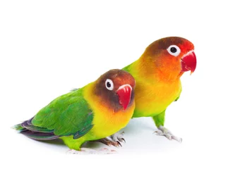 Crédence de cuisine en verre imprimé Perroquet Pair of lovebirds