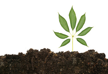 Tree seedling growing from soil