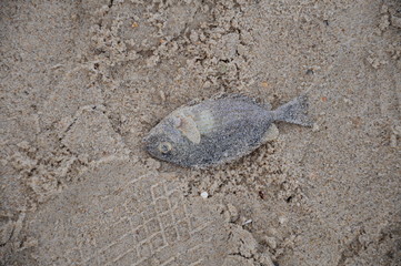 fish dead