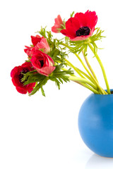 anemone flowers