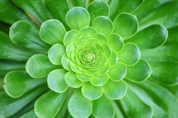 pianta grassa foglie 1390