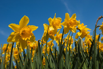 Fototapeta premium Daffodils