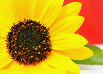 Naklejka premium Sonnenblume