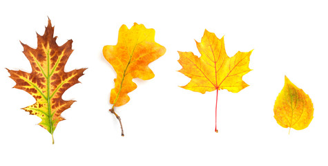 Yellow autumn leaves isolated on white background