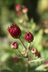 Chrysanthemum buds
