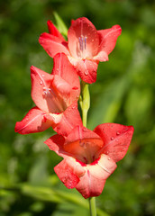 gladiolus flower after summer rain