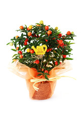 solanum pseudocapsicum