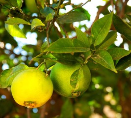 Close-up of an orange tree