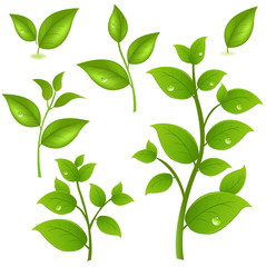 Collection Of Green Branches