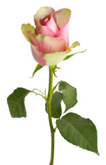 Obraz premium beautiful white-pink rose