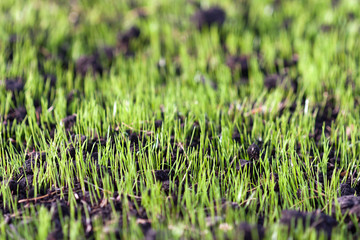 Green grass