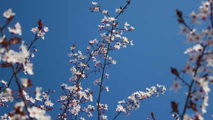 Ramas de cerezo en flor sobre cielo azul despejado