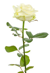 Naklejka na ściany i meble beautiful white rose