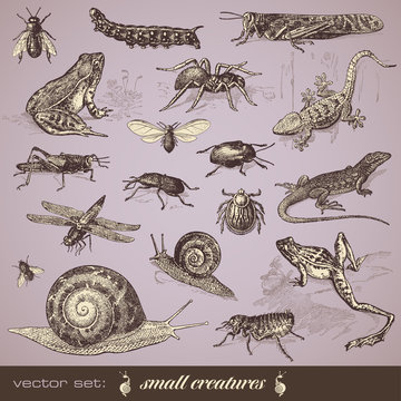 vector set: small animals